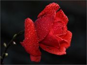 Red-rose-a20131140.jpg
