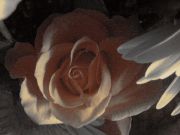 DSC00261.jpg