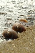 Dosya adı=snails.jpg
Dosya büyüklüğü=87KB
Ölçüler=532x800
Eklenen tarih=Ekm 25, 2008 snails.jpg