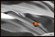 Coccinella_copia.jpg