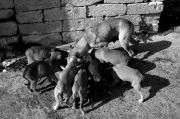 Nome File=cani.JPG
Peso File=292KB
Dimensioni=750x500
Data inserimento=Feb 26, 2010 cani.JPG
