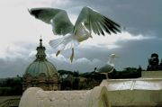 Gabbiani_al_Vittoriano.jpg