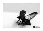 ํ์ผ๋ช
=coccinella_bnbordoA.jpg
ํ์ผํฌ๊ธฐ=211KB
๋๋น,๋์ด=800x571
๋ฑ๋ก์ผ=7์ 12, 2010 coccinella_bnbordoA.jpg
