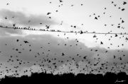 Nome File=Crows_explosion_bn.jpg
Peso File=166KB
Dimensioni=638x425
Data inserimento=Dic 05, 2010 Crows_explosion_bn.jpg