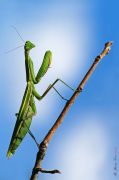 Mantis800PICT0097.jpg