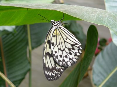 クリックでフルサイズのイメージを表示