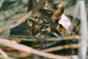 gatto.jpg
